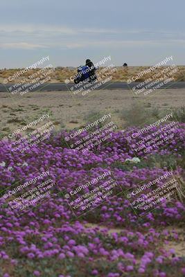 media/Jan-14-2023-SoCal Trackdays (Sat) [[497694156f]]/Turn 14 Exit Bloomig (145pm)/